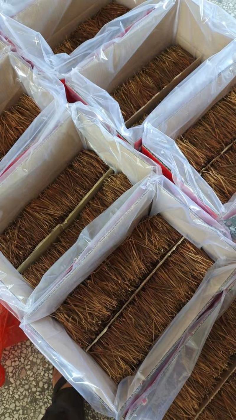 陕西大荔无硫托盘精品菜，黄花菜一手货源质量保证欢迎订购