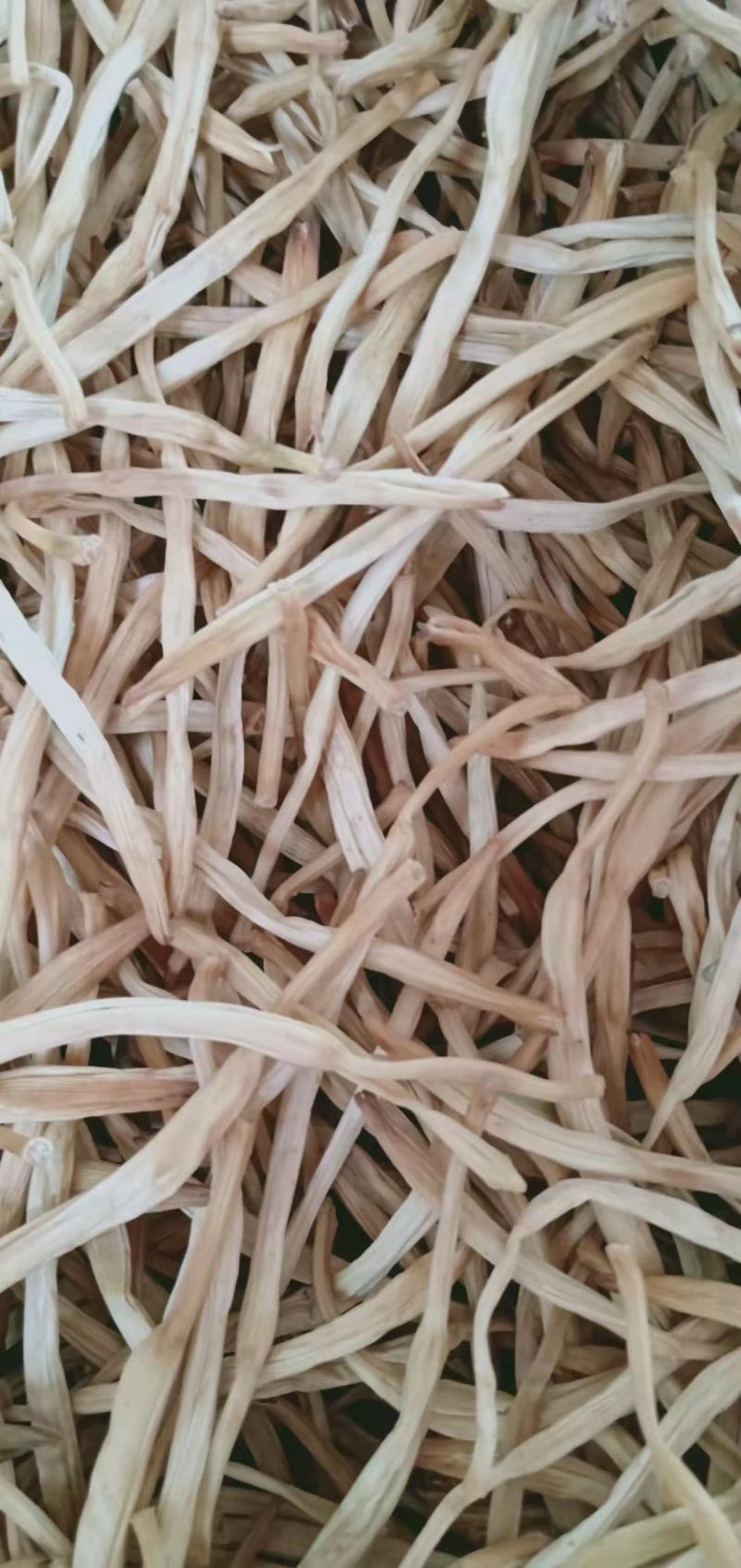 陕西大荔无硫托盘精品菜，黄花菜一手货源质量保证欢迎订购