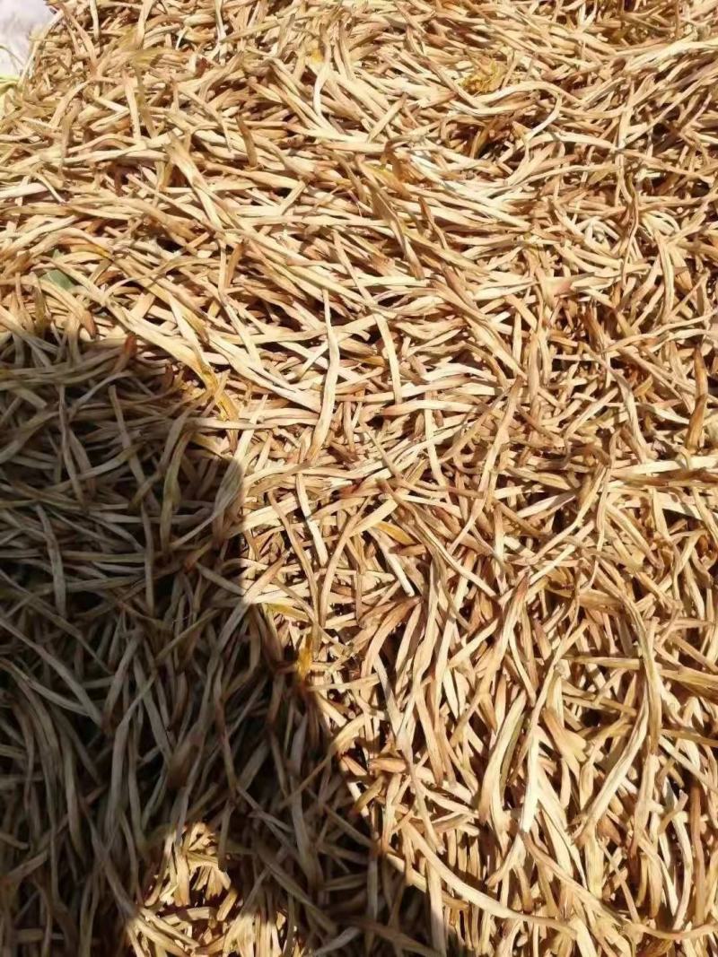 陕西大荔无硫托盘精品菜，黄花菜一手货源质量保证欢迎订购