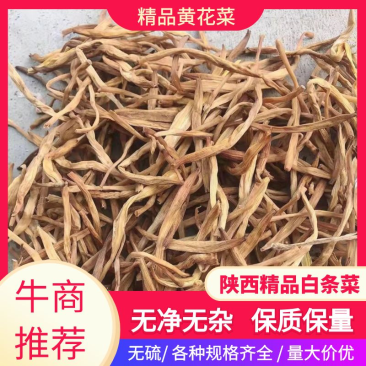 陕西大荔无硫托盘精品菜,黄花菜一手货源质量保证欢迎订购