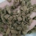 继断，川断，正品四川续断切片质量保证现货供应欢迎咨询购买