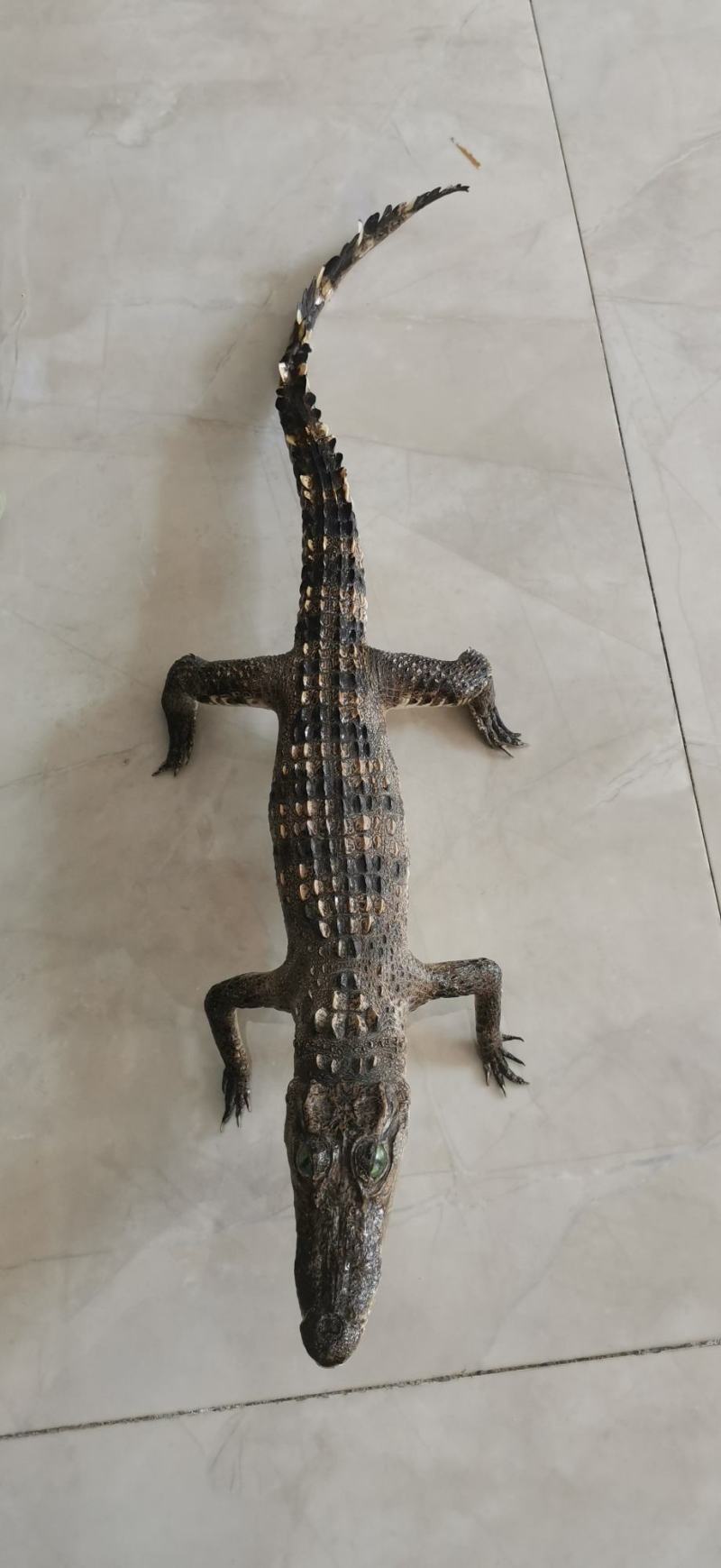鳄鱼标本