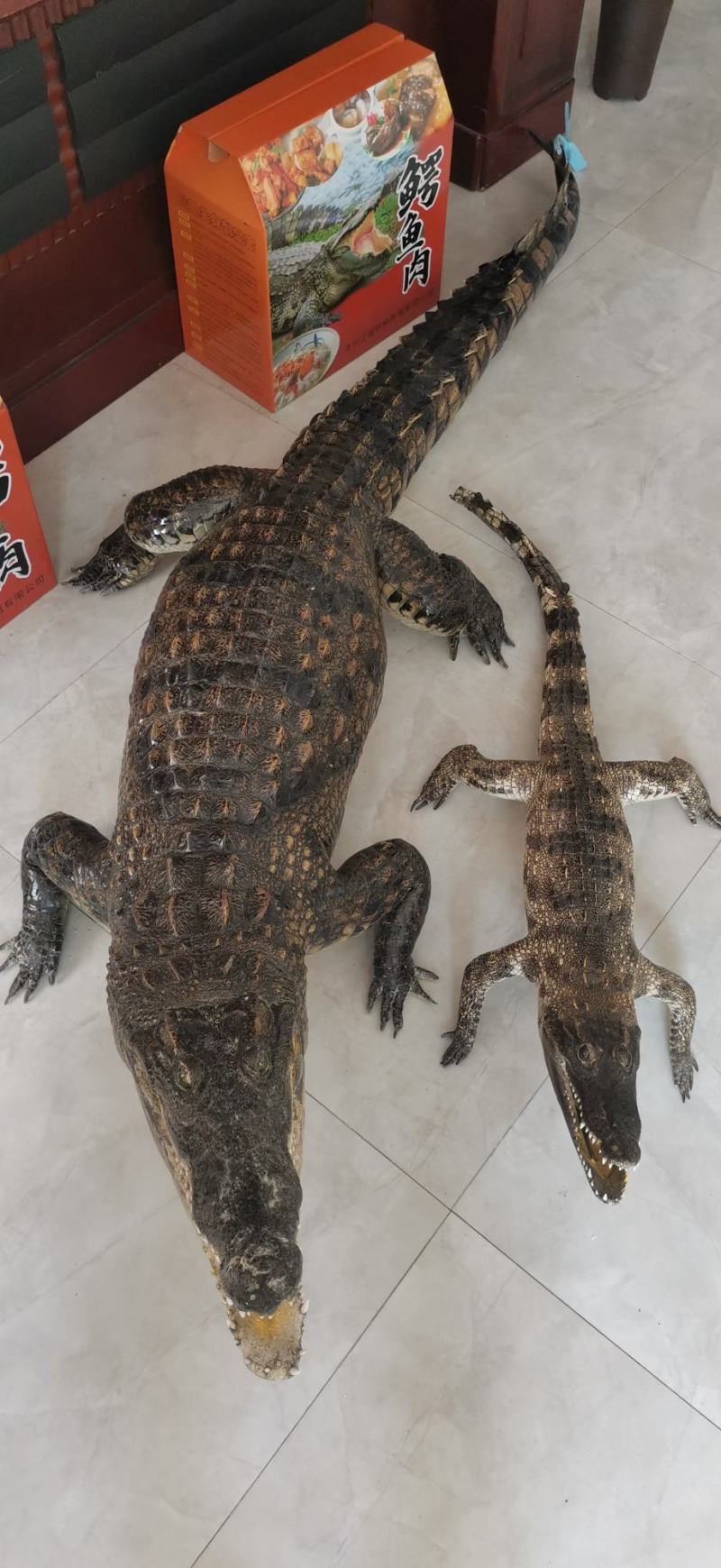 鳄鱼标本