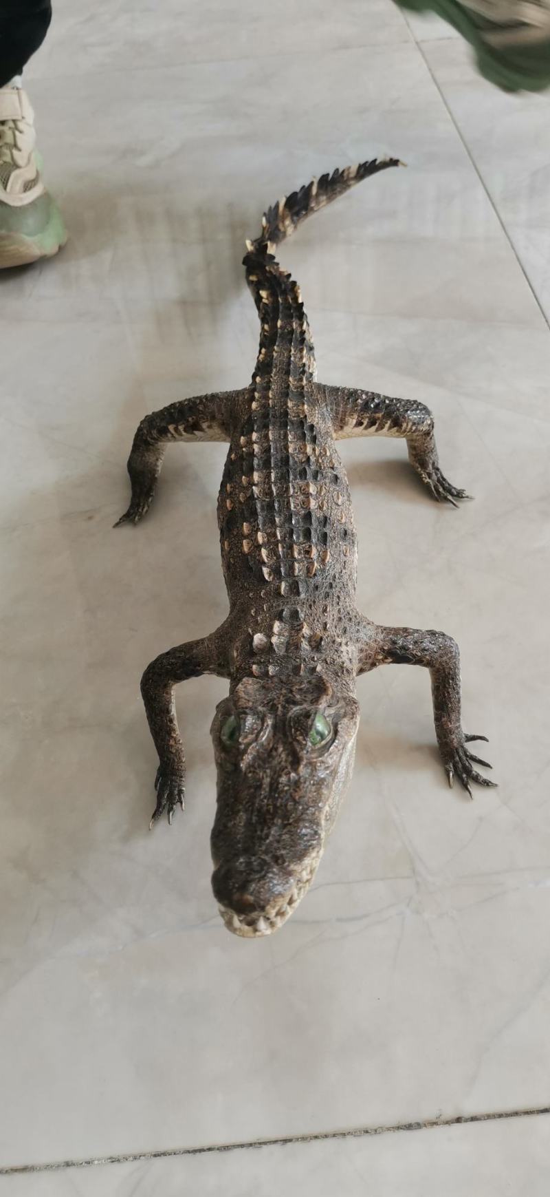 鳄鱼标本