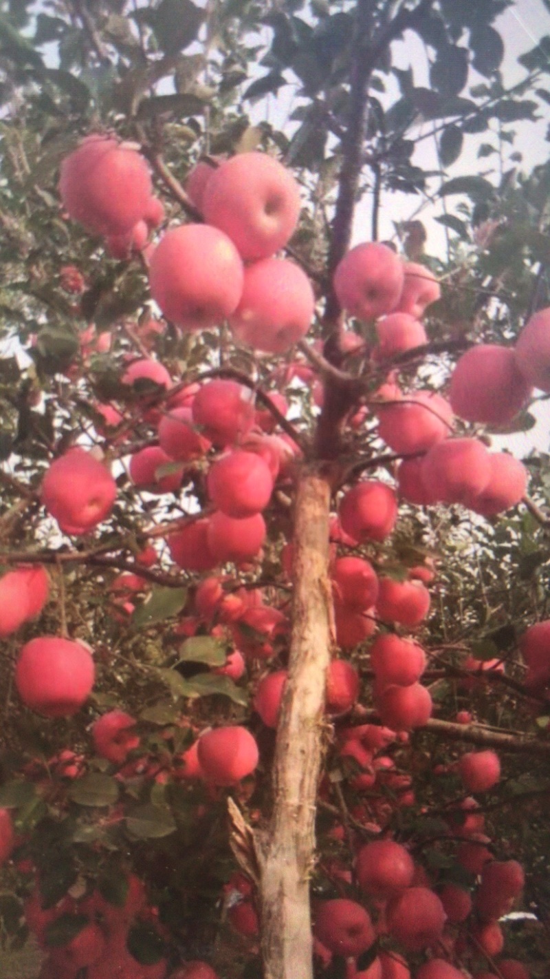 精品红富士苹果，基地货源量大承接电商社区团够全国发货