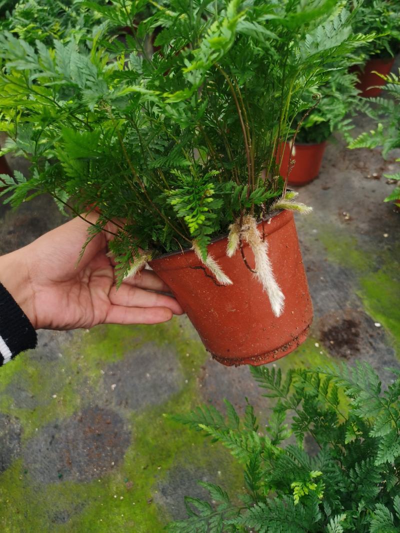 狼尾蕨，蕨类植物，四季常青，一件起批