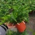 狼尾蕨，蕨类植物，四季常青，一件起批