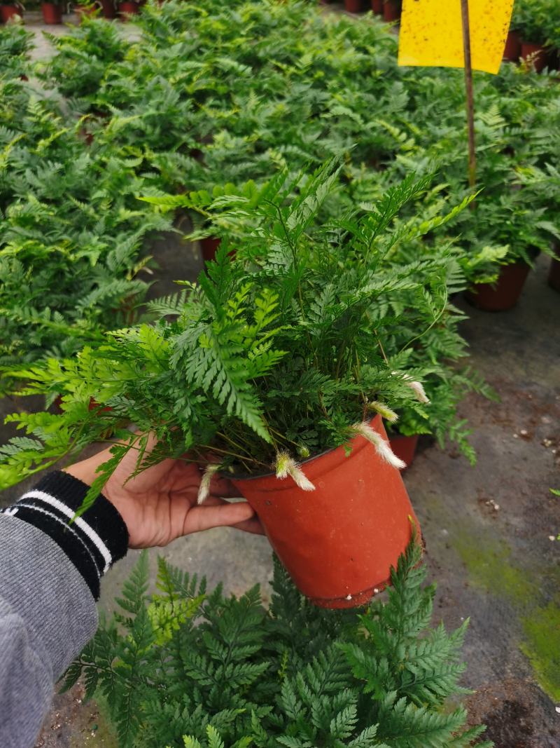 狼尾蕨，蕨类植物，四季常青，一件起批