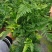 狼尾蕨，蕨类植物，四季常青，一件起批