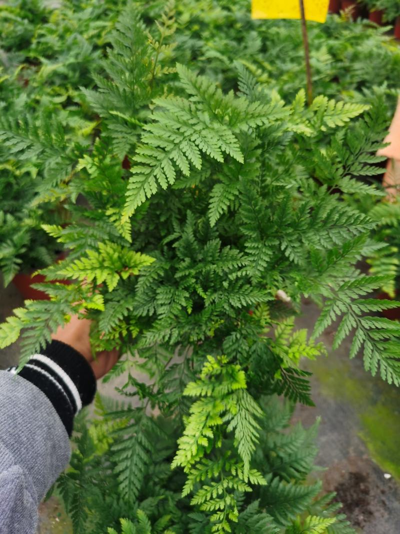 狼尾蕨，蕨类植物，四季常青，一件起批