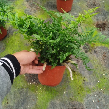 狼尾蕨，蕨类植物，四季常青，一件起批