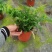 狼尾蕨，蕨类植物，四季常青，一件起批
