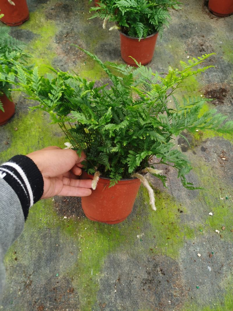 狼尾蕨，蕨类植物，四季常青，一件起批