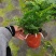 狼尾蕨，蕨类植物，四季常青，一件起批