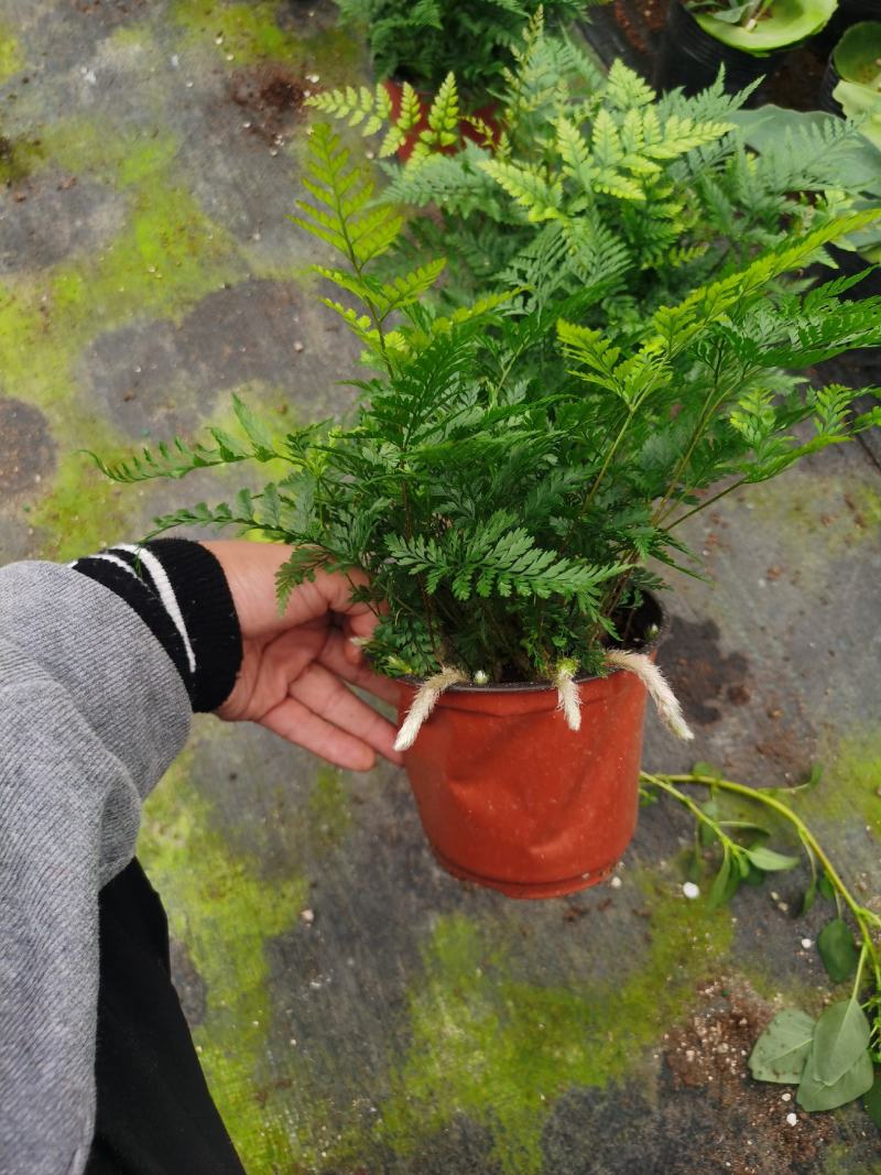 狼尾蕨，蕨类植物，四季常青，一件起批