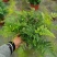 狼尾蕨，蕨类植物，四季常青，一件起批