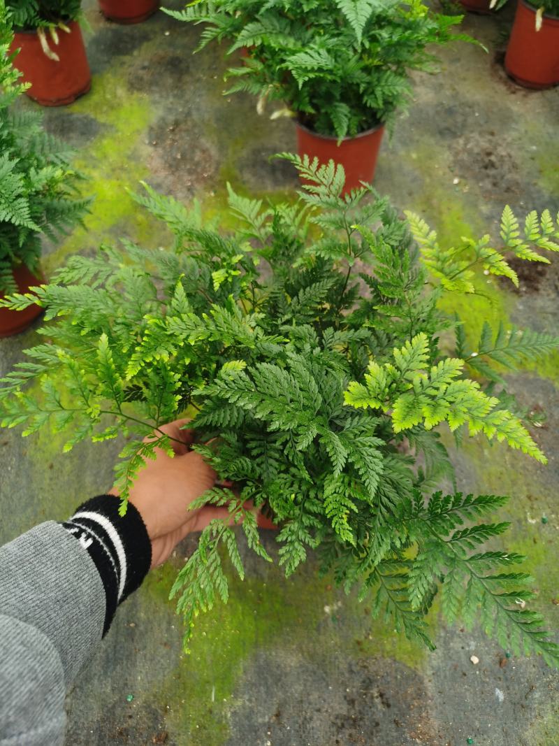 狼尾蕨，蕨类植物，四季常青，一件起批