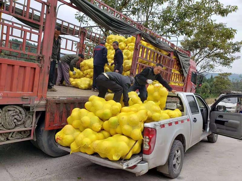 三红柚60万斤重庆柚子万州柚子对接电商基地直接发货