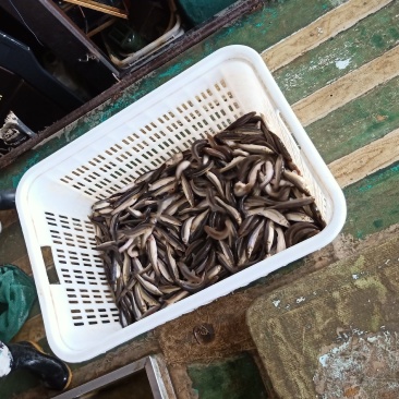 广东柳根鱼基地直发，肉质肥美，大量现货欢迎订购