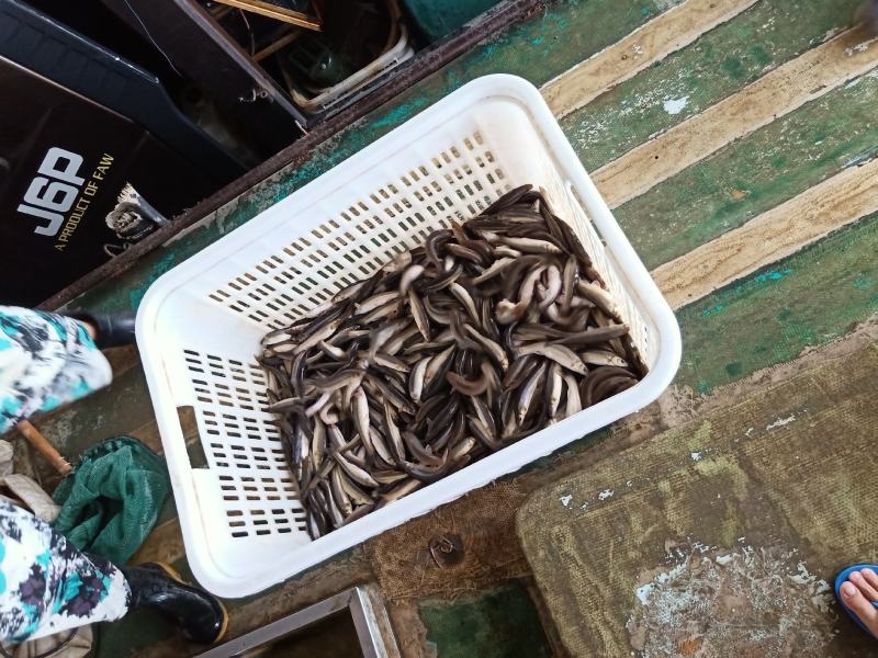 广东柳根鱼基地直发，肉质肥美，大量现货欢迎订购