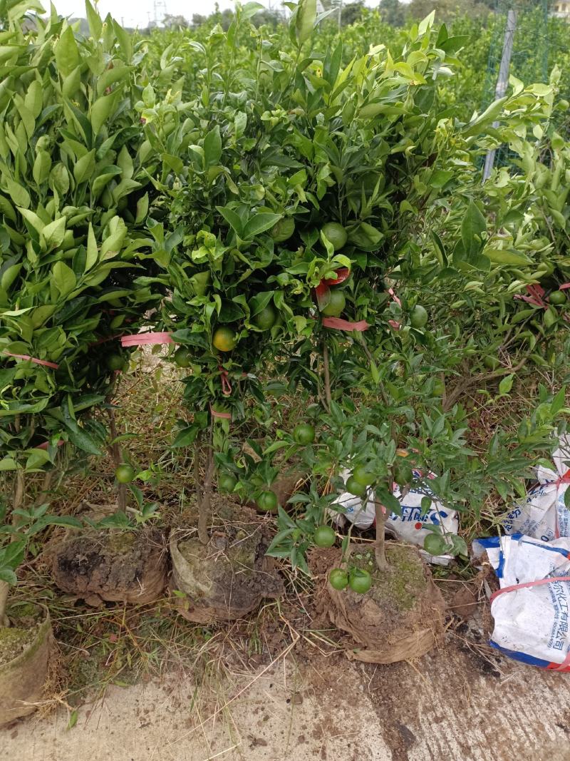 东方红橘带果大杯苗