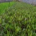 小杯翠芦莉，翠芦莉10袋，绿化苗木，专业种植翠芦莉