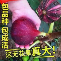 无花果苗波姬红青皮金傲芬现挖现发包成活提供技术