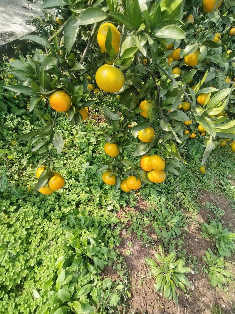 湖北丹江口蜜桔皮薄肉细汁甜，口感微酸，酸甜可口适中！