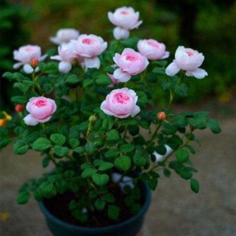 月季瑞典女王多季直立灌木庭院花园阳台盆栽地栽观花绿植花卉
