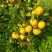 湖北丹江口柑桔，产地直发一手货源，货量充足，量大从优！