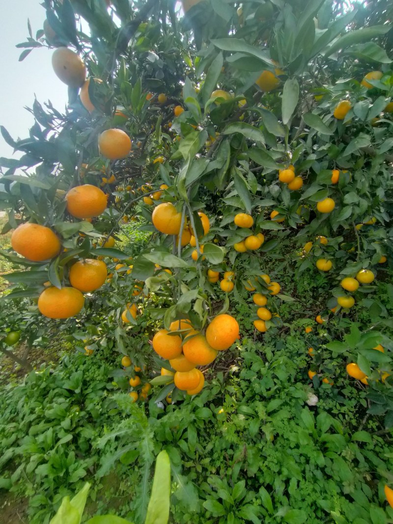 湖北丹江口柑桔，产地直发一手货源，货量充足，量大从优！