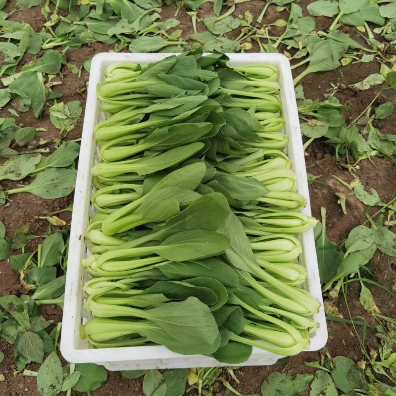 精品油菜河南南阳大量出货中