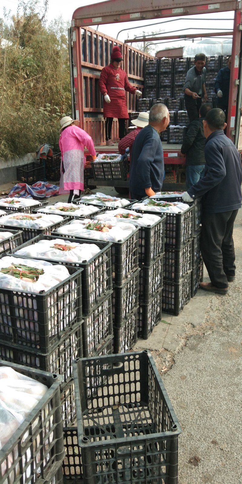 万亩精品大冬桃市场，电商，赶集货上市中，质量好，口感脆甜