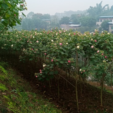 绿化苗木木芙蓉