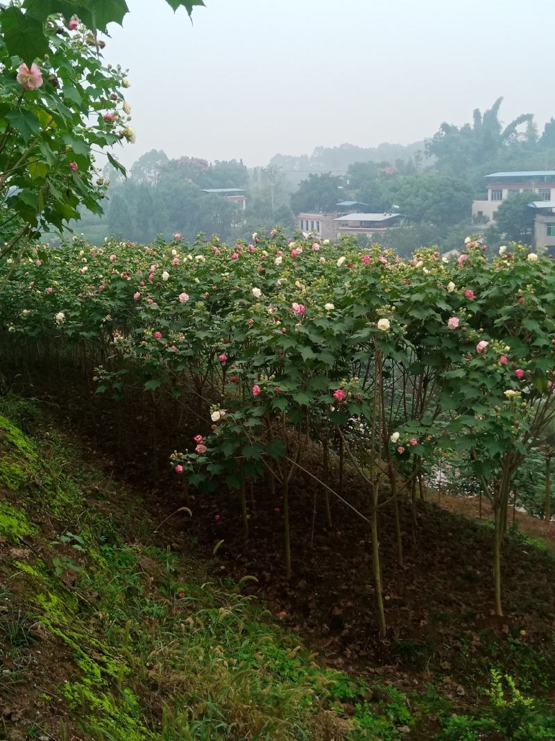 绿化苗木木芙蓉