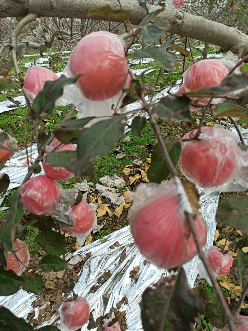 纸十膜冰糖心红富士苹果产地直销价格面议