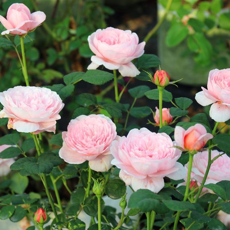 月季瑞典女王多季直立灌木庭院花园阳台盆栽地栽观花绿植花卉