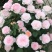 月季瑞典女王多季直立灌木庭院花园阳台盆栽地栽观花绿植花卉