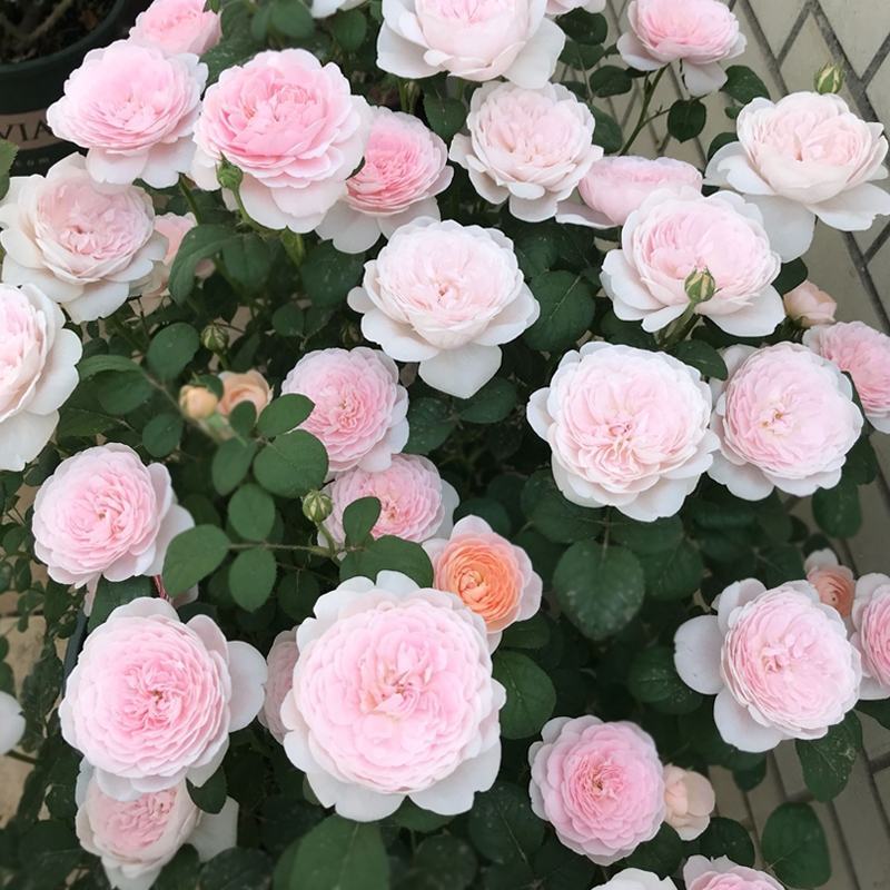 月季瑞典女王多季直立灌木庭院花园阳台盆栽地栽观花绿植花卉
