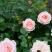 月季瑞典女王多季直立灌木庭院花园阳台盆栽地栽观花绿植花卉