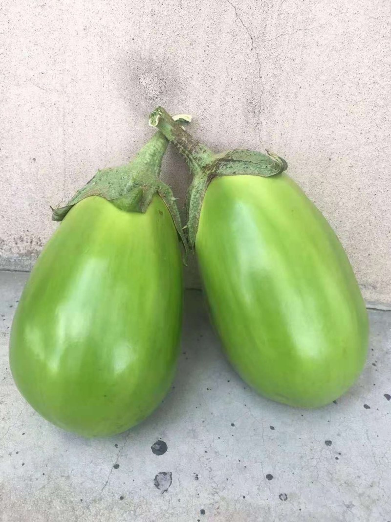 绿灯泡圆茄子苗茄子嫁接苗河南青皮茄子苗专业培育