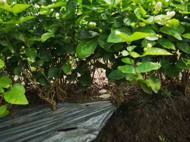 顺丰空运包邮，横县茉莉花苗18年苗包邮价格