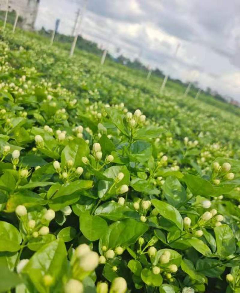 顺丰空运包邮，横县茉莉花苗18年苗包邮价格