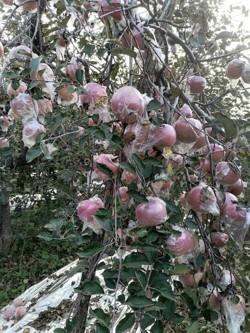 山西省新绛县红富士苹果