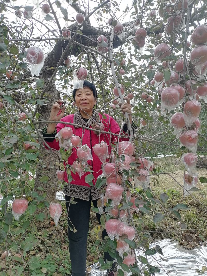 山西省新绛县红富士苹果