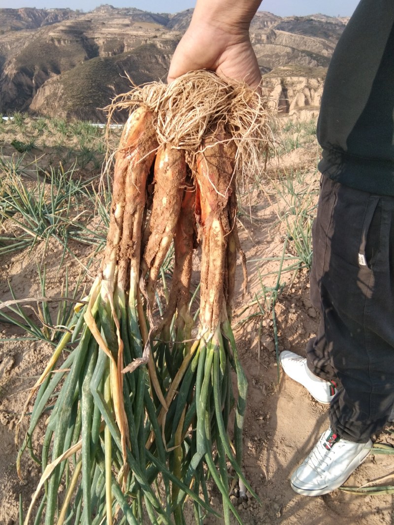 米脂正宗山地红葱
