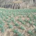 米脂正宗山地红葱