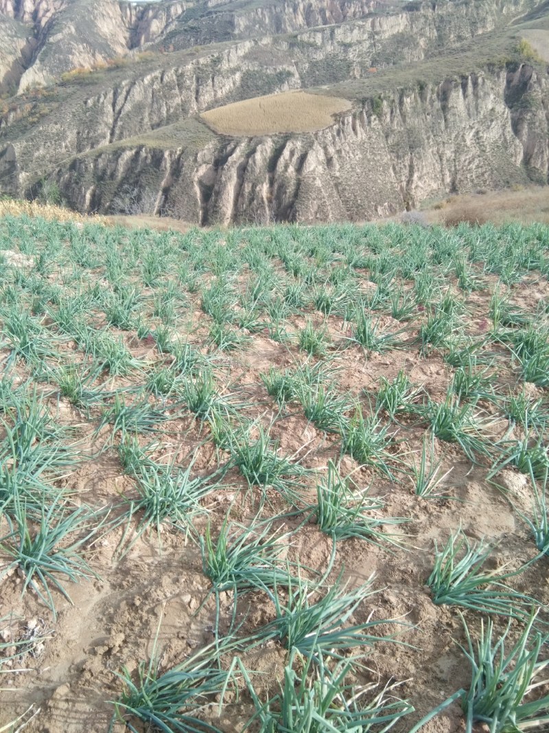 米脂正宗山地红葱