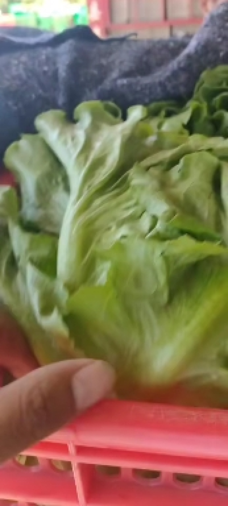 精品意大利质量保证产地直发需要的老板前来选购
