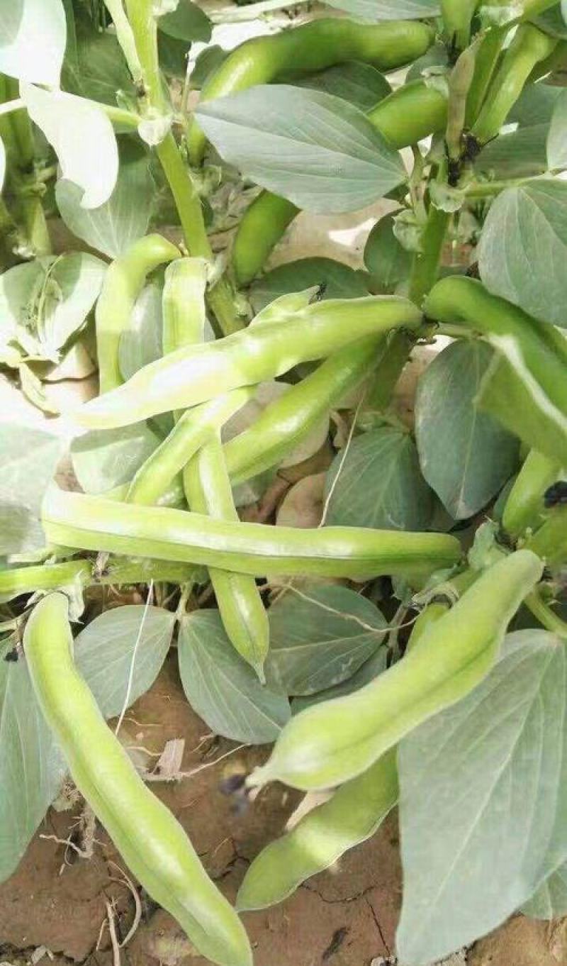 高产蚕豆种子北斗七星罗汉豆种籽春秋冬季播种早熟耐寒